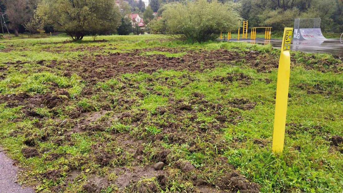 Dziki wciąż wracają. Na obrzeżach Suchej Beskidzkiej problem nie znika.