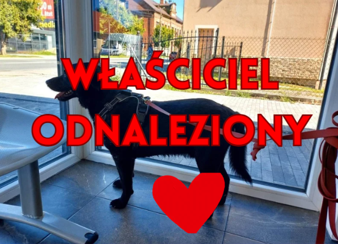 AKTUALIZACJA - Poszukiwany właściciel psa. 