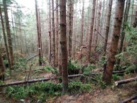Uszkodzenia drzewostanów w Zawoi - utrudnienia dla turystów 