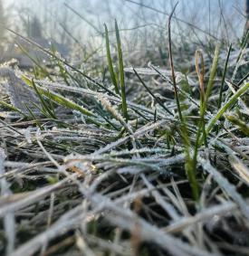 Zabezpiecz ogród. Nadchodzą silne przymrozki.