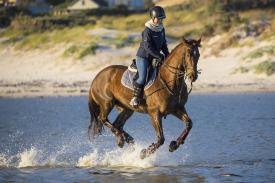 Sprzęt jeździecki dla konia i jeźdźca – co wybrać?