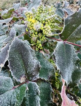 Przed nami chłodna noc. Warto zabezpieczyć sadzonki i młode rośliny.
