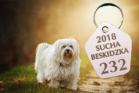 Burmistrz Miasta Sucha Beskidzka przypomina o obowiązkach właścicieli i opiekunów psów