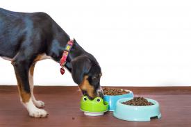 Wiejska zagroda – sposób na wartościowy posiłek dla Twojego psiego pupila