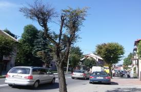 Maków Podhalański: Wzdłuż drogi będą nowe drzewa 
