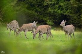 Stryszawa: Wnioski odszkodowania w ramach szkód łowieckich