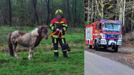 Komuś w Zachełmnej uciekł konik... 