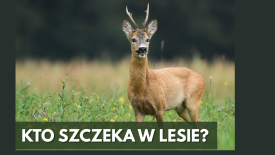 Kto szczeka w lesie? – leśna opera saren.