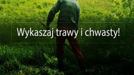 Gmina Budzów: Apel o wykaszanie traw i chwastów 