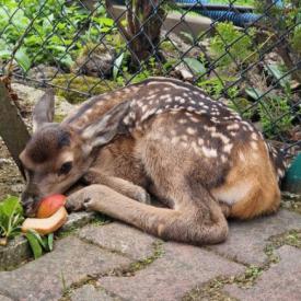 Fala „ratowania” młodych zwierząt w powiecie suskim. Weterynarze i leśnicy apelują o rozwagę.