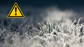 Nocne przymrozki w regionie - warto zabezpieczyć rośliny.