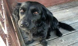 Aktualizacja: Sucha Beskidzka: Pies czeka na właściciela 