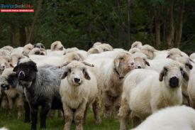 Ponad 49 tys. zł na wypas owiec w rejonie Babiej Góry. Małopolska wspiera tradycję pasterską.