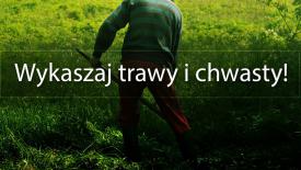 Apel o wykaszanie traw i chwastów 