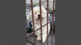 Sucha Beskidzka: Pies czeka na właściciela 