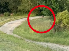 Niedźwiedź zauważony w rejonie Jordanowa. Władze apelują o ostrożność!