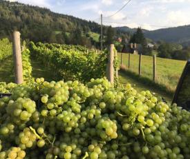 Stryszawska winnica prowadzona z pasją