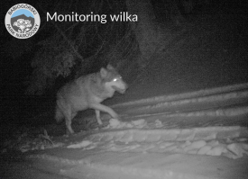 Wilki w Babiogórskim Parku Narodowym