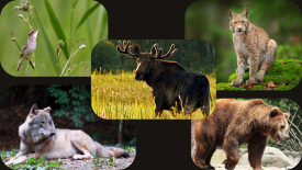 Startuje głosowanie na Zwierzę Roku 2026.