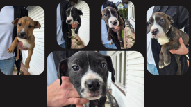 Pilny apel OTOZ Animals: uratowane szczeniaki czekają na odpowiedzialne domy