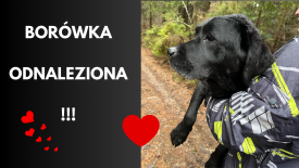 Wspaniała wiadomość - Poszukiwana &quot;Borówka&quot; została odnaleziona!