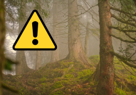 Zakaz wstępu na czerwony szlak w Leśnictwie Budzów. Trwają prace leśne.