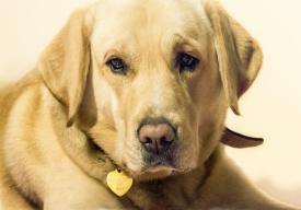 Sucha Beskidzka: Informacja dla właścicieli psów