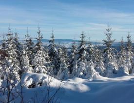 Sucha Beskidzka: 6 grudnia rusza sprzedaż choinek