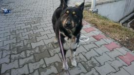 Sucha Beskidzka: Znaleziono psa, szukamy właściciela 