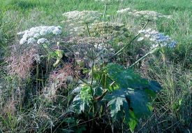 Barszcz Sosnowskiego – trująca roślina, która rośnie w naszym powiecie