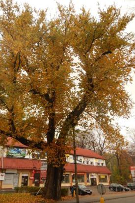 Sucha Beskidzka: Miasto ratuje ponad 300-letni pomnik przyrody