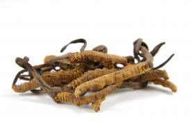 Cordyceps sinensis - najcenniejszy grzyb w Tradycyjnej Medycynie Chińskiej