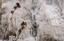 Ostrzeżenie meteorologiczne: przymrozki w powiecie suskim i okolicach.
