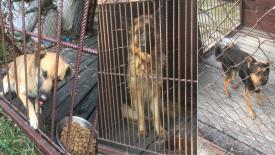 Sucha Beskidzka: Psy czekają na właścicieli [ATUALIZACJA]