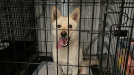 Poszukiwany właściciel psa znalezionego na terenie gminy Zawoja!