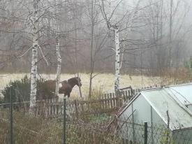 Komu uciekł koń? Zwierze błąka się po Krzeszowie [Aktualizacja]