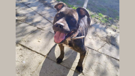 Pilne: 7-letnia Tekilla potrzebuje nowego domu. Czas ucieka!