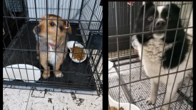 URZĄD GMINY ZAWOJA POSZUKUJE WŁAŚCICIELI PSÓW.