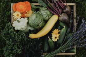 Wrzesień na talerzu – cukinia królowa jesiennej kuchni.