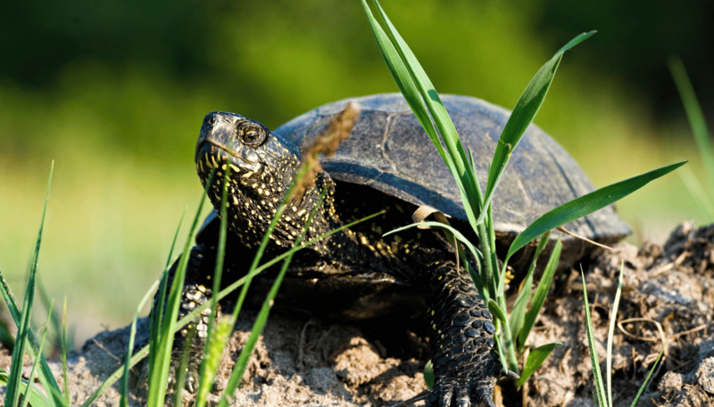 1._zolw_blotny_fot._andrzej_sidor_1762499402