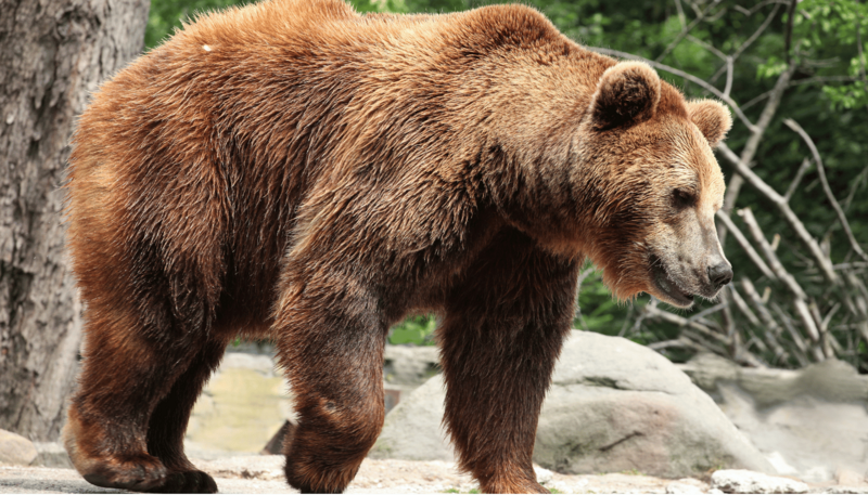 10._niedzwiedz_brunatny_bez_autora_1762500041