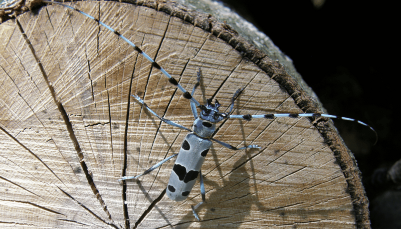 11._nadobnica_alpejskaa_fot._m._holly_1763620898