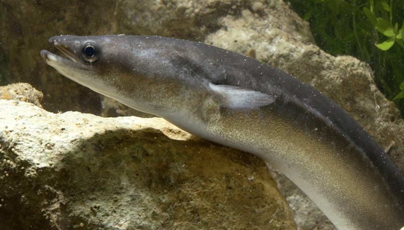 12._wegorz_europejski_bez_autora_1763621369