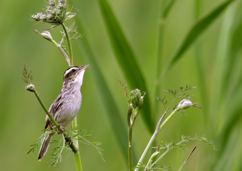 2._wodniczka_fot._piotr_talalaj_1763636434