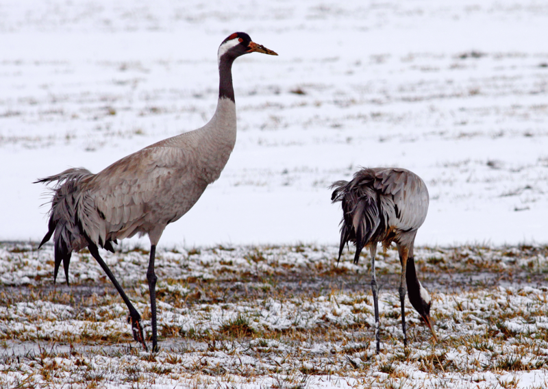 3._zuraw_fot._piotr_talalaj_1763636469