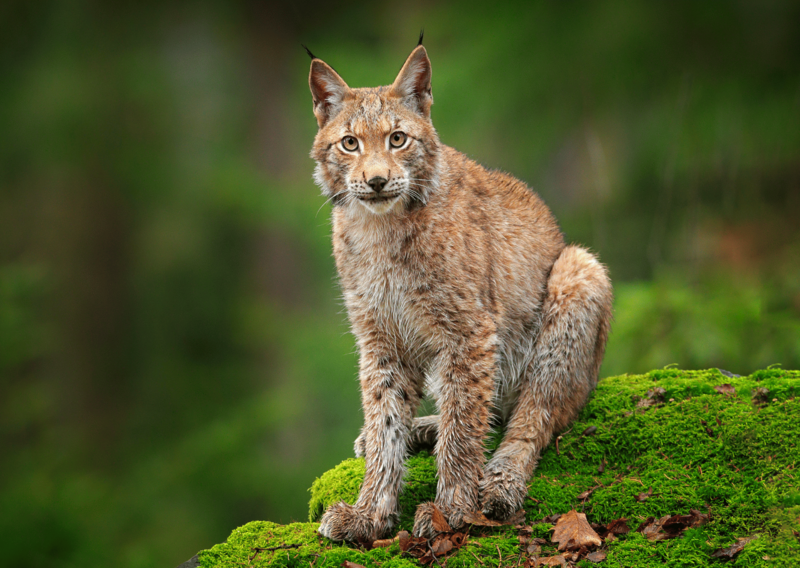 4._rys_bez_autora_1763642223