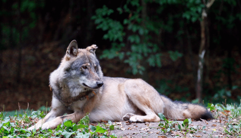 5._wilk_fot._piotr_talalaj_1762499708