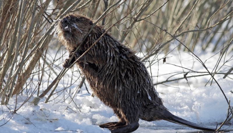 6._bobr_fot._piotr_talalaj_1762499763