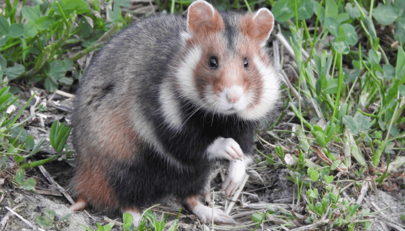 7._chomik_europejski_fot._urszula_eichert_1762499367