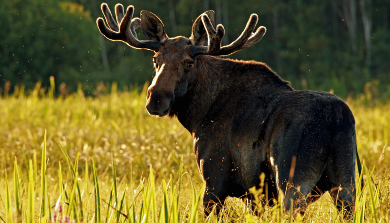 8._los_fot._piotr_dombrowski_1762499948